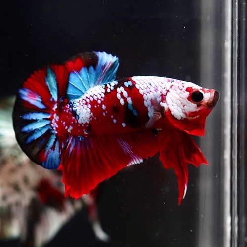 HMPK galaxy koi  / Color : red / white / blue / Size : 4cm 전후 / Code : [ HMPK 0628_h03]