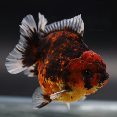 BP Meng Doll face rose tail oranda   맹 로즈테일 오란다 / 0527_7