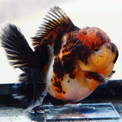 Premium Limited Edition  SUPER ROSE TAIL ORANDA / 슈퍼 로즈테일 오란다 큐티페이스 럭셔리 뷰티 칼리코 / 암컷추정 / Size : 15-18cm 내외