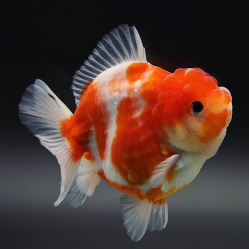 BP Meng Doll face rose tail oranda   맹 로즈테일 오란다 / 0527_4