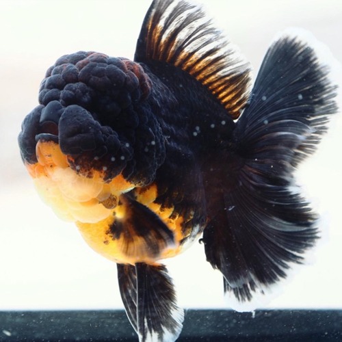 Premium Limited Edition  SUPER ROSE TAIL ORANDA / 슈퍼 로즈테일 오란다 파워풀 블루 다크니스 / 수컷추정 / Size : 15-18cm 내외