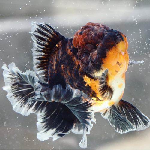 Premium Limited Edition  SUPER ROSE TAIL ORANDA / 슈퍼 로즈테일 오란다  / 다크니스 와인 🍷타이거 리치 로즈테일 / 수컷추정 / Size : 15-18cm 내외