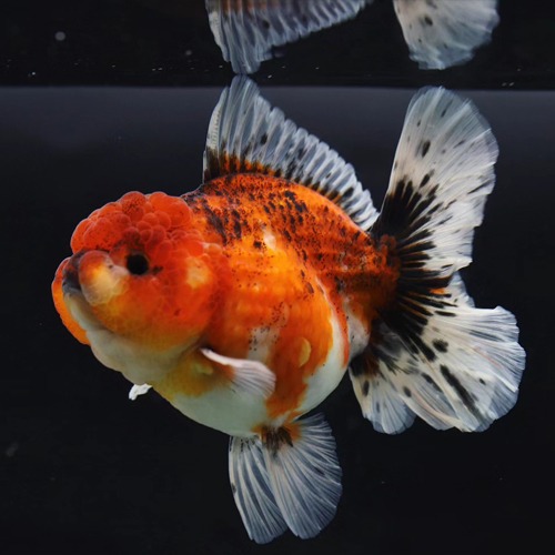 BP Meng Doll face rose tail oranda   맹 로즈테일 오란다 / 0527_8