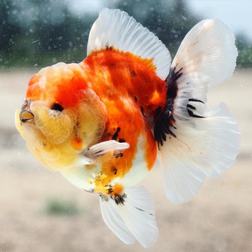 Premium Limited Edition  SUPER ROSE TAIL ORANDA / 슈퍼 로즈테일 오란다  오렌지 사쿠라 / 수컷추정 / Size : 15-18cm 내외