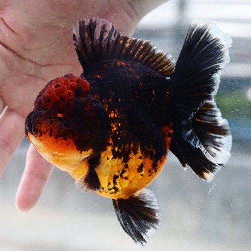 Premium Limited Edition / SUPER ROSE TAIL ORANDA / 슈퍼 로즈테일 오란다 / Size : 15-18cm 내외 / 암컷추정