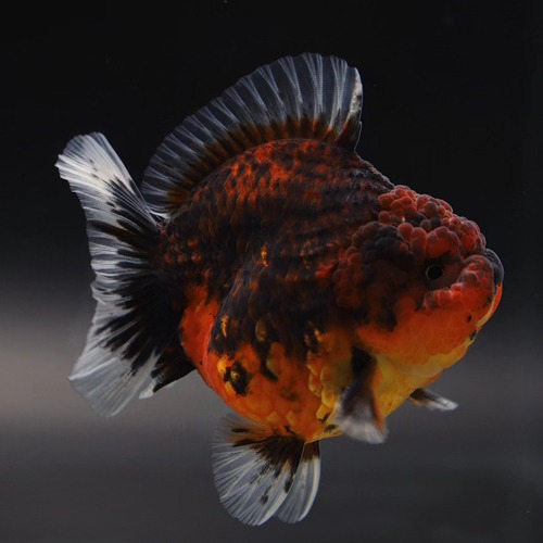 BP Meng Doll face rose tail oranda   맹 로즈테일 오란다 / 0527_6