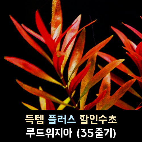 루드위지아 / 35줄기 1세트