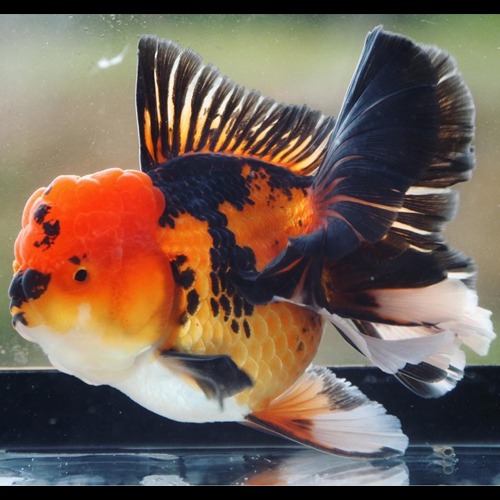 오키드 테일 오란다 Orchid tail oranda / 15~16cm 전후 / 암컷추정