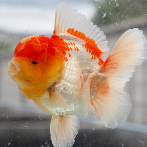 Big head sakura oranda / 빅헤드 홍백 오란다 /  Size : 12 cm 내외 / 수컷추정 /  Fish code : RA0817_4