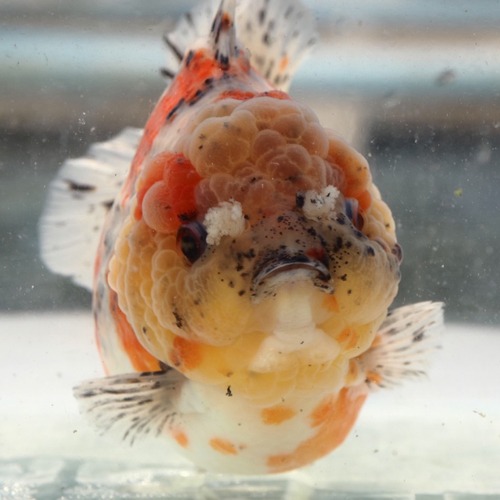 KR 차키릿 베스트 30 샐랙션 / CUTE FACE POMPOM  GODZILLA SHAPE PASTEL CALICO SHORT TAIL ORANDA  / 폼폼 귀염둥이 마스크 고질라 바디 파스텔 칼리코 단미 /  암컷추정 / 사이즈 약 : 15-18 cm 내외