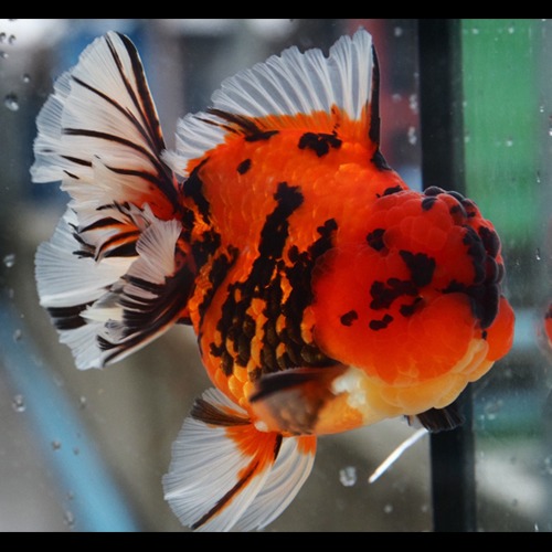 레드 타이거  / PJLEE SELECTION / RED TIGER ROSE TAIL ORANDA  / Select code : KAZ_SR_5 / 수컷추정 / Size : 15 cm 전후