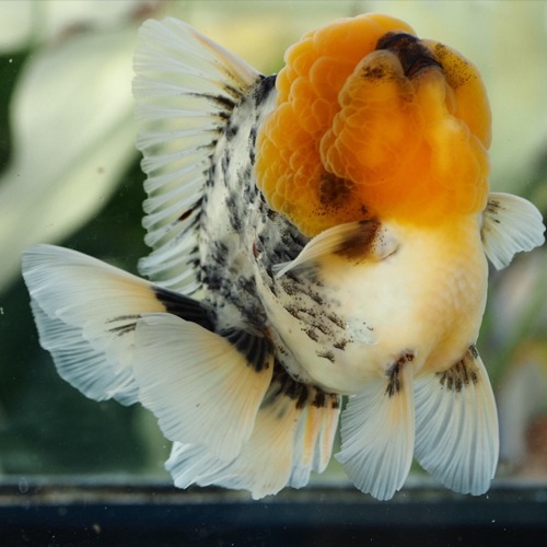 Pooh face WHITE TIGER ORANDA  / 아기곰 푸우 페이스  화이트 타이거 오란다 / 14cm 전후 / 수컷추정