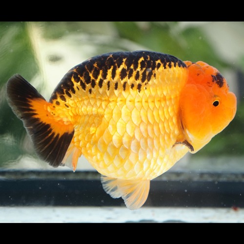 SHORT TAIL HYBRID RANCHU / 숏테일 하이브리드 난주 / size : 11cm 내외 / 암컷추정