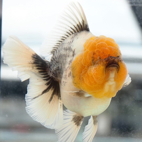 White chocolate chips Rose tail oranda  / 화이트 초코칩 로즈테일 오란다 / 14cm 전후 / 암컷 추정 / 1030_ys3