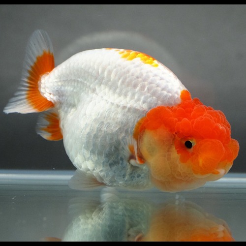 Big double cheek Hybrid Ranchu   큰 분탄 하이브리드 난주 / 8~9cm 전후 / 암수미구분