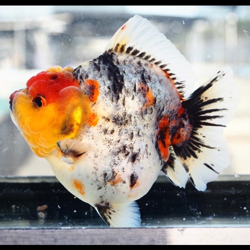 카즈의 고질라 | 농장 Best 🏆 / Competition fish Super oranda / GODZILLA CALICO / 고질라 칼리코 / 18 cm 전후 / 암컷추정