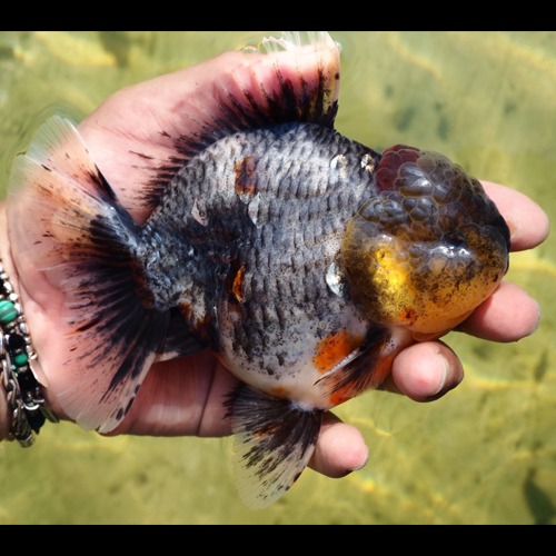 GRAY KIRIN ROSE TAIL ORANDA  그레이 키린 로즈테일 오란다  / 수컷추정 / 12센치전후