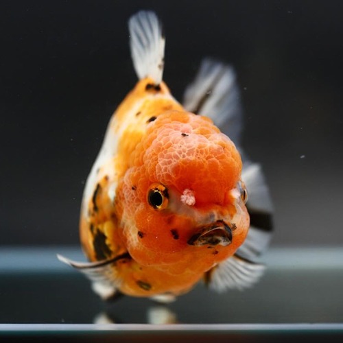 칼리코 원반 단미 오란다 / Disctype calico shortail oranda / Size : 11-13cm 내외 / 암컷추정 / 1215_h02