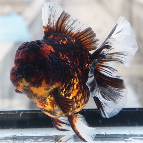 농장 베스트 원 픽 🏆🏆🏆 / TIGER ROSE TAIL ORANDA / 타이거 로즈테일 오란다 / Kaz x Shogun collaboration ( 카쇼 ) / Size : 18 cm 내외 / 암컷추정