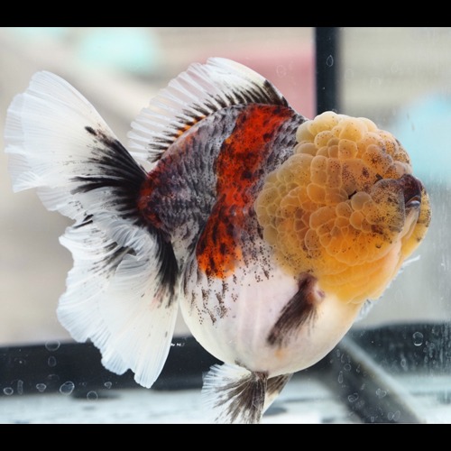 농장 베스트 원 픽 🏆 / KIRIN ROSE TAIL ORANDA / 키린 로즈테일 오란다 / 17cm 전후 / 암컷추정