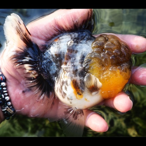 Limited edition white tiger / PJLEE selection / SUPER BIG HEAD  WHITE TIGER ROSE TAIL ORANDA / 슈퍼 빅헤드 화이트 타이거 로즈테일 오란다 /  15cm 전후 / 암컷추정