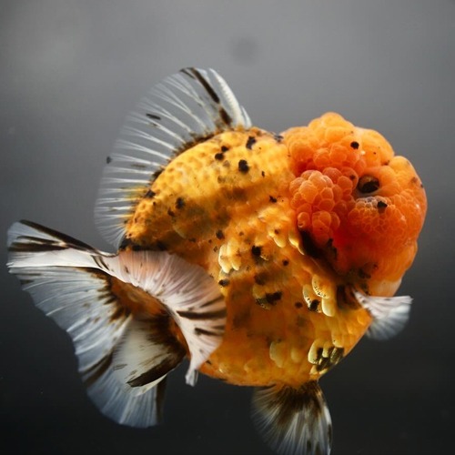 칼리코 원반 단미 오란다 / Disctype calico shortail oranda / Size : 11-13cm 내외 / 암컷추정 / 1215_h04