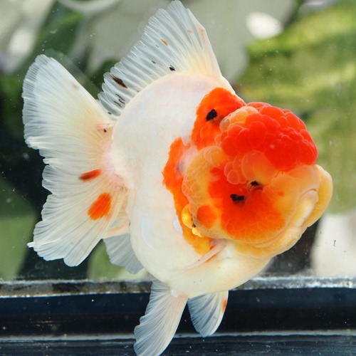 PJLEE SELECTION / MENG X SHOGUN  CUTE GODZILLA SAKURA  ROSE TAIL ORANDA / 큐트 고질라 사쿠라 로즈테일 오란다 / 15cm 전후 / 수컷추정