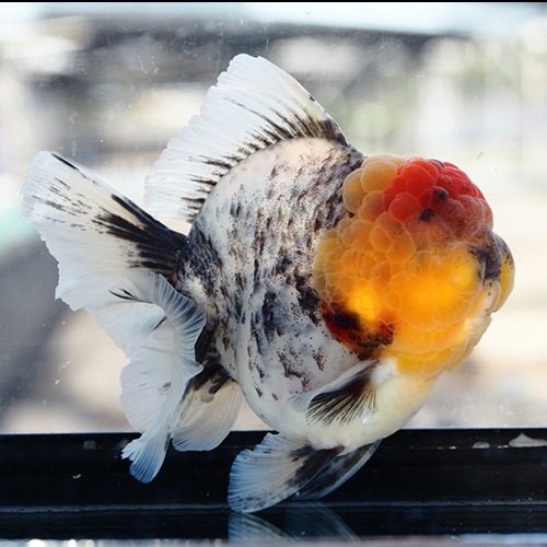 카즈 화이트 타이거 / WHITE TIGER / Competition fish Super oranda / 수컷 추정 / 16 cm 내외