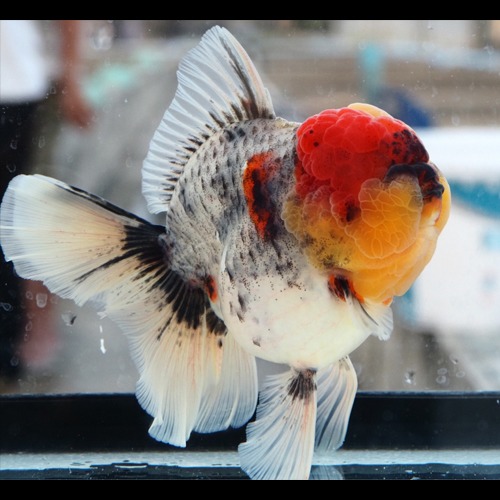 농장 Best 🏆 one pick / Competition fish Super oranda / KIRIN SPECIAL / 키린 스페셜 / 17cm big size  / 암컷추정