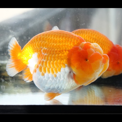 계란형 하이바디 작고 달리다만 테일 / ORANGE GOLD  EGG SHAPE  SHORT TAIL RANCHU / 11~12CM 전후 / 암컷추정