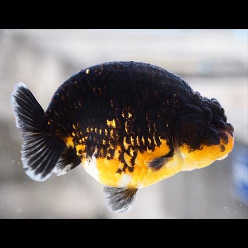 BP Meng / Indonesia Ranchu re breeding / KIRIN RANCHU / 인도네시아 리 브리딩 키린 난주 / size : 11 cm 내외  / 암컷추정