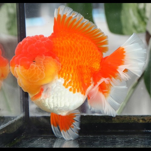 Show grade  점보 슈퍼 로즈테일 오란다 / JUMBO SUPER ROSE TAIL ORANDA  / 18cm 전후 / 암컷추정