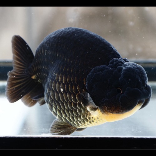 BLACK APACHE RANCHU / 블랙 아파치 난주 / 13cm 전후 / 암컷추