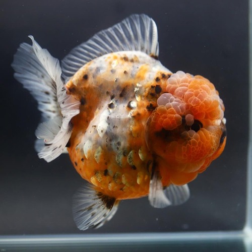 칼리코 원반 단미 오란다 / Disctype calico shortail oranda / Size : 11-13cm 내외 / 암컷추정 / 1215_h05