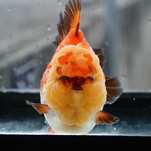 호빵맨 트리컬러  / THREE COLOR ROSE TAIL ORANDA / 트리컬러 로즈테일 오란다 / 16cm 전후 / 암컷 추정