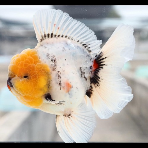 농장 베스트 원 픽 🏆🏆🏆 WHITE ROSE TAIL ORANDA  화이트 로즈테일 오란다  / Kaz x Shogun collaboration ( 카쇼 ) /  Size : 17 cm 내외 / 암컷추정