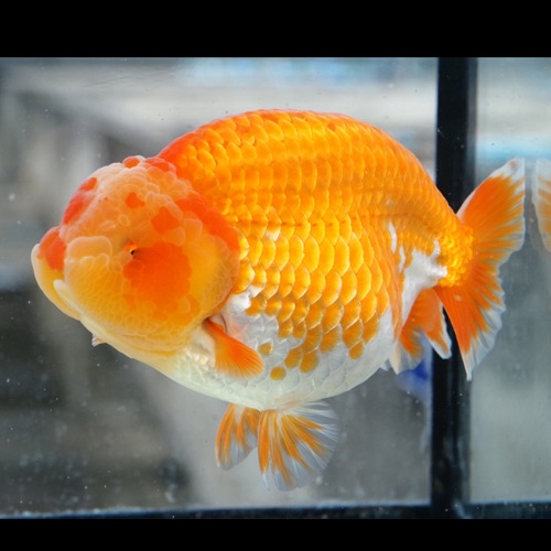 16cm 급 점보급 / HYBRID RANCHU / 맹 개체 점보급의 갓성비 퀄리티 난주 / size : 16 cm 내외 / 암컷추정