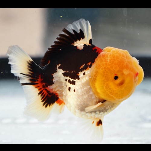 슈퍼 판다 오란다 ( 슈판 ) / SUPER PANDA ORANDA / size : 10 cm 내외 / 수컷추정 / SP_0119_5/240123