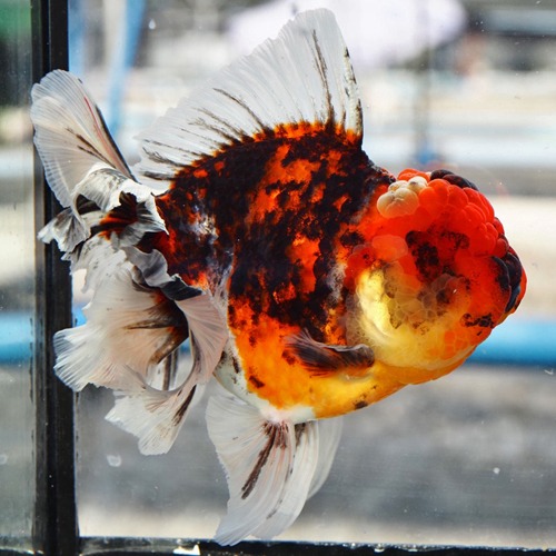 빅 사이즈 큰 오란다 “ 레드 칼리코 ” / A grade selection  Big head rose tall oranda / size : 18cm 내외의 세미 점보급 / 암컷추정