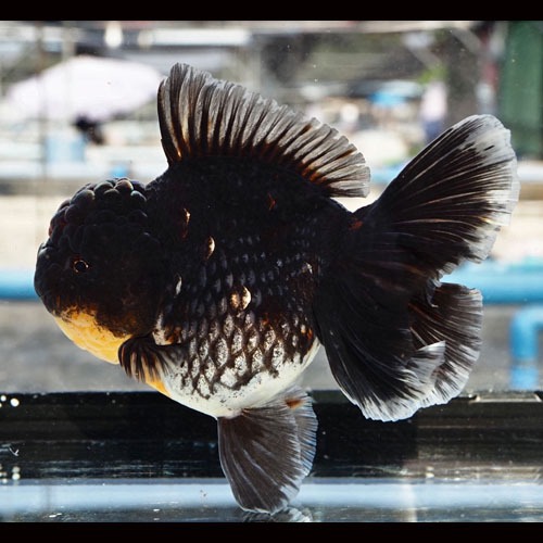 빅 사이즈 큰 오란다 “ 키린 ” / A grade selection  Big head rose tall oranda / size : 18cm 내외의 세미 점보급 / 수컷추정