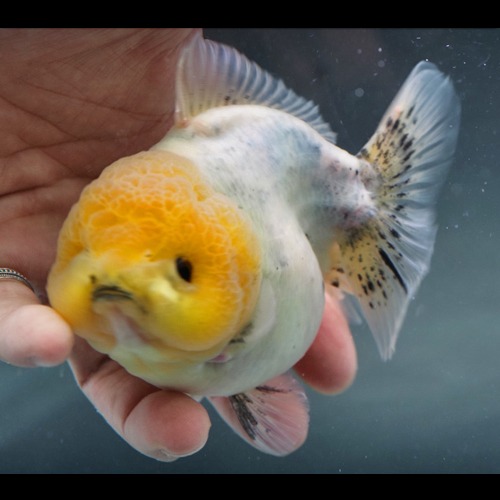 디콴의 🥟 만두 위안바오 수묵화 / DUMPLING FACE YUANBAO / size : 11 cm 내외 / 암컷추정