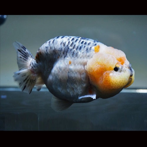 만두얼굴 실버 키린 난주 / DUMPLING FACE SILVER KIRIN RANCHU / Size : 12 cm 내외 / 암컷추정