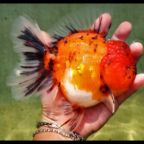 빅 사이즈 큰 오란다 “ 레드 칼리코 ” / A grade selection  Big head rose tall oranda / size : 18cm 내외의 세미 점보급 / 수컷추정