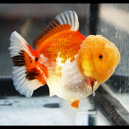 츄비 셀렉션 / CHUBBY ORANDA / size : 11 cm 내외 / 암컷추정 / CO0121_1