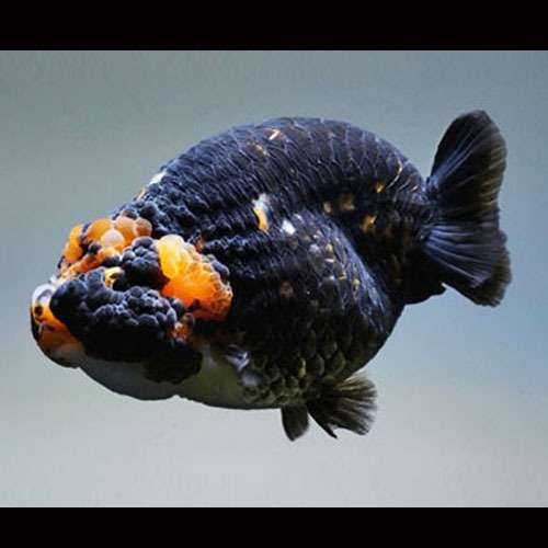 흑 강호금 / BLACK TIGER RANCHU / size : 10 cm 내외 / 암컷추정 / MC0113_4