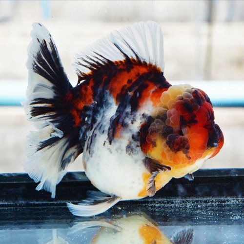 인텐스 컬러 캔디 스팟 칼리코 로즈테일 오란다 / Intense color  Candy spot  calico rose tail oranda / size : 18-19 cm 내외 / 암컷추정 / KS_0131_1 / 240201