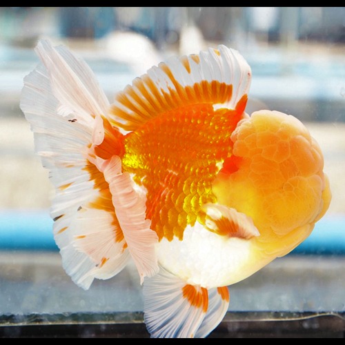 CUTE CUTIE  ROSE TAIL ORANDA Yellow head cutie / size : 16 cm 내외 / 수컷추정 / 240204