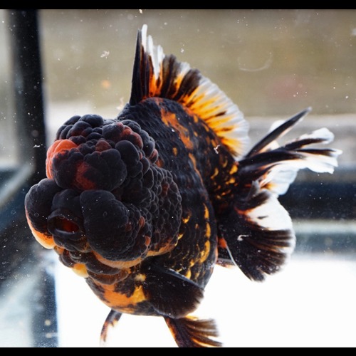 빅 더블 칙 레드 타이거 물강아지 오란다 시리즈 / BIG DOUBLE CHEEK  TIGER WATER DOG CUTE ORANDA / size : 11 cm 내외 / 수컷추정 / SM0125_13 / 240127