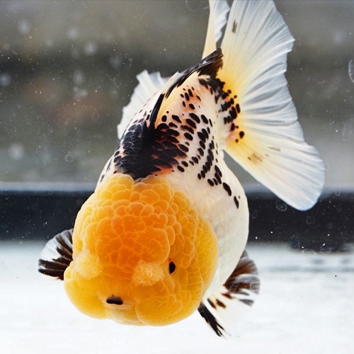 입술찍 😐 슈퍼 판다 오란다 / SUPER PANDA ORANDA / size : 11 cm 내외 / 암컷추정 / SP_0124_8 / 240127