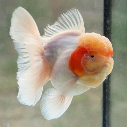 화이트 사쿠라 오키드테일 오란다 / Kunnoo JP Orchard tail oranda limited quantity selection / size : 15 cm 내외 / 수컷추정 / KUNNOO_0130_9 / 240201